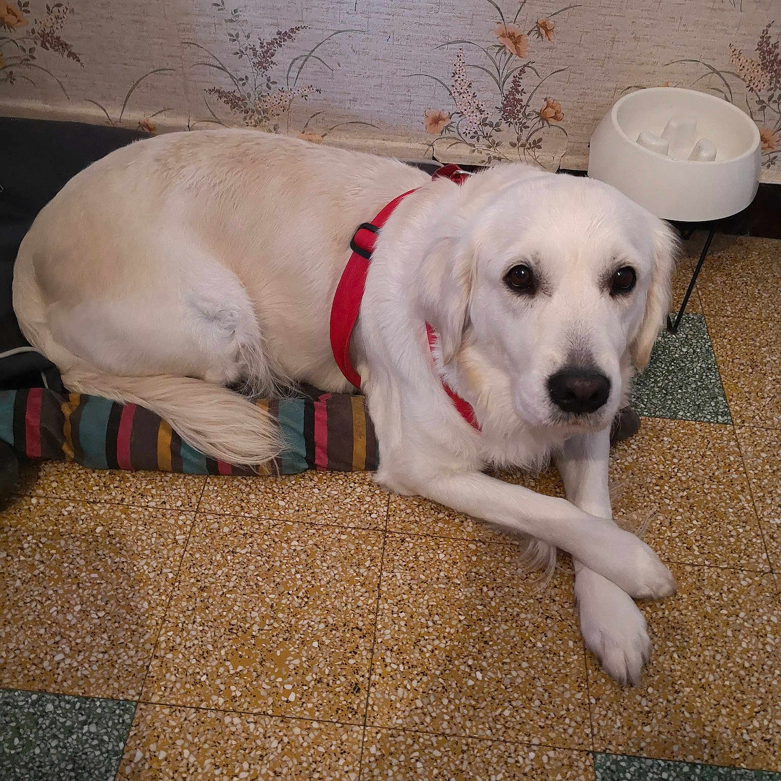 Nalya