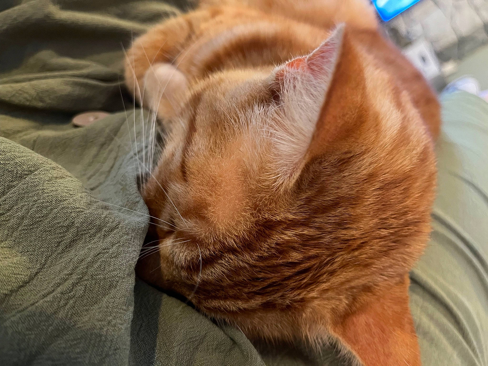 Mino is registered to the contest to win money with this photo: carnivore, cat, cat_supply, claw, comfort, domestic_short_haired_cat, fawn, felidae, fur, nap, paw, sleep, small_to_medium_sized_cats, snout, tail, terrestrial_animal, whiskers, wildlife, wood, wrinkle