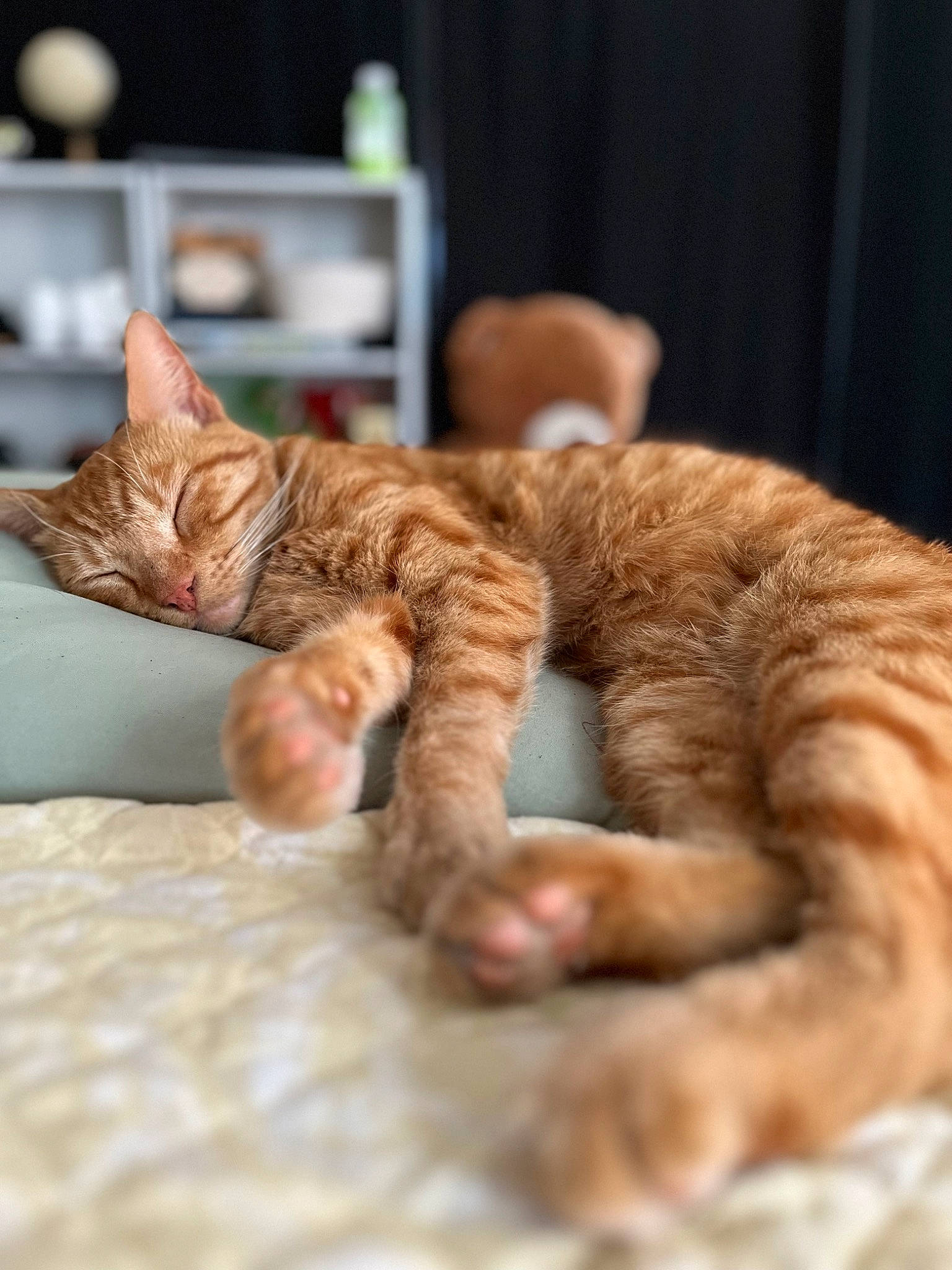 Mino joined the competition — help win amazing prizes! carnivore, cat, claw, close_up, comfort, domestic_short_haired_cat, fawn, felidae, fur, mammal, nap, paw, small_to_medium_sized_cats, snout, tail, terrestrial_animal, vertebrate, whiskers, wildlife, wood