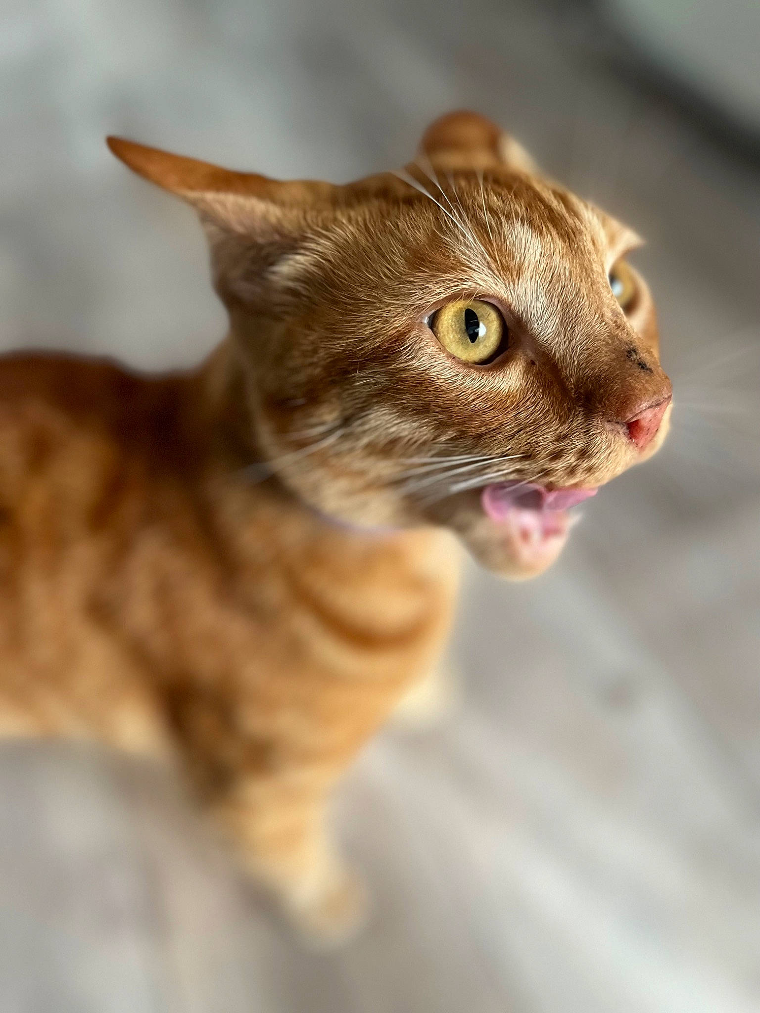 Mino is registered to the contest to win money with this photo: carnivore, cat, domestic_short_haired_cat, eye, fawn, felidae, fur, plant, small_to_medium_sized_cats, snout, terrestrial_animal, whiskers, wildlife