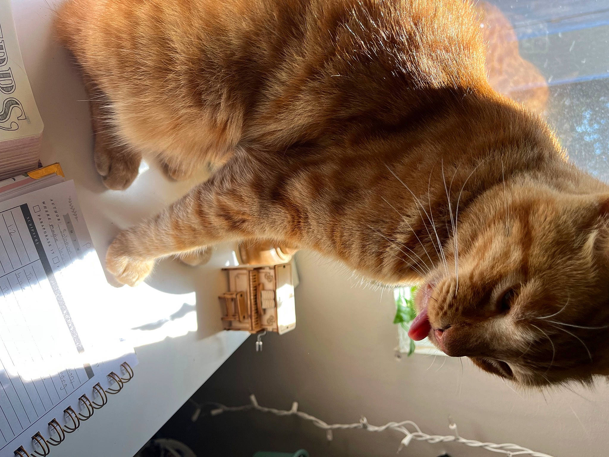 Mino joined the competition — help win amazing prizes! brown, carnivore, cat, claw, comfort, domestic_short_haired_cat, fawn, felidae, fur, gesture, paw, small_to_medium_sized_cats, snout, tail, whiskers, window