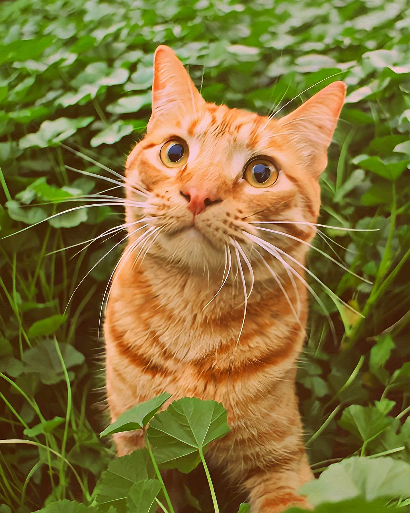 Mino joined the competition — help win amazing prizes! carnivore, cat, close_up, domestic_short_haired_cat, fawn, felidae, fur, grass, herb, plant, small_to_medium_sized_cats, snout, tail, terrestrial_animal, tree, whiskers, wildlife, wood