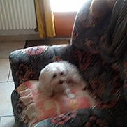 Choupinette a rejoint le concours — aidez-le/la à gagner de superbes lots ! bed, bichon, carnivoran, cat, dog, dog_breed, dog_breed_group, dog_like_mammal, lhasa_apso, maltese, mammal, non_sporting_group, puppy, shih_tzu, vertebrate, west_highland_white_terrier, whiskers, yorkshire_terrier