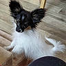 adorable, animal, black_and_white, carpet, companion, curious, cute, dog, domestic, ears, fluffy, friendly, fur, indoor, looking_up, papillon, pet, small_dog, tail, wooden_floor
