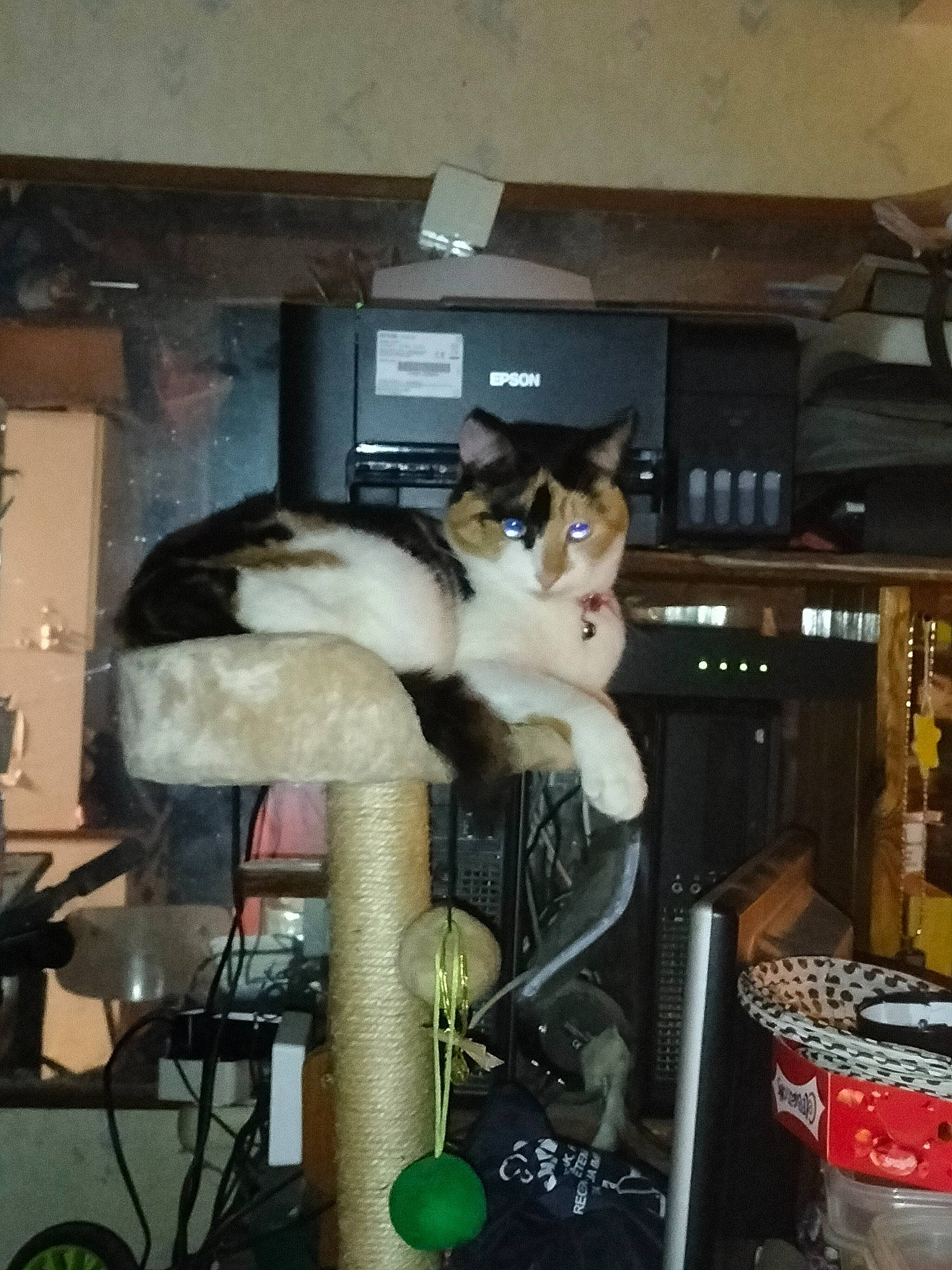 Ruby participe au concours pour gagner de l'argent avec cette photo : canidae, carnivore, cat, cat_supply, companion_dog, domestic_short_haired_cat, felidae, fur, machine, musical_instrument, room, small_to_medium_sized_cats, tail, whiskers