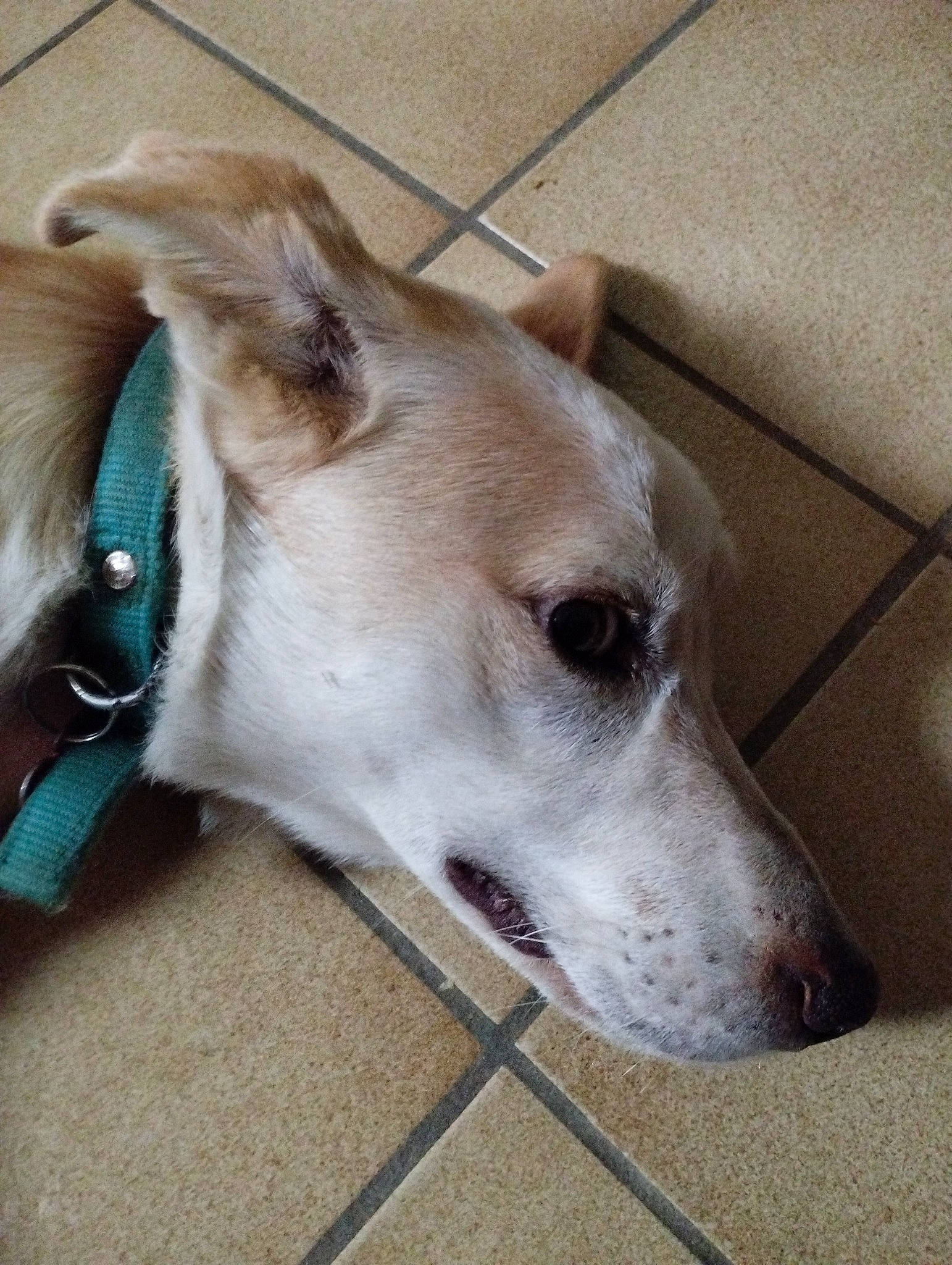 Sirius participe au concours pour gagner de l'argent avec cette photo : canidae, carnivore, collar, companion_dog, dog, dog_breed, dog_collar, dog_supply, ear, fawn, magyar_agar, mudhol_hound, pet_supply, rampur_greyhound, sighthound, snout, sporting_group, terrestrial_animal, whiskers, working_animal