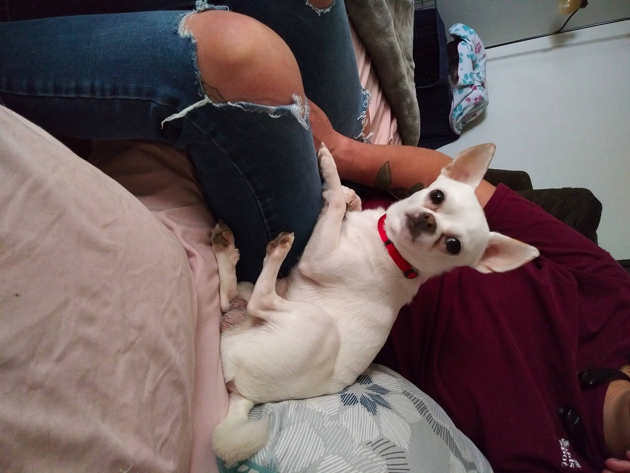 Whitey Bulger joined the competition — help win amazing prizes! canidae, carnivore, companion_dog, dog, dog_breed, ear, guard_dog, leg, mammal, non_sporting_group, pit_bull, puppy_love, white_shepherd