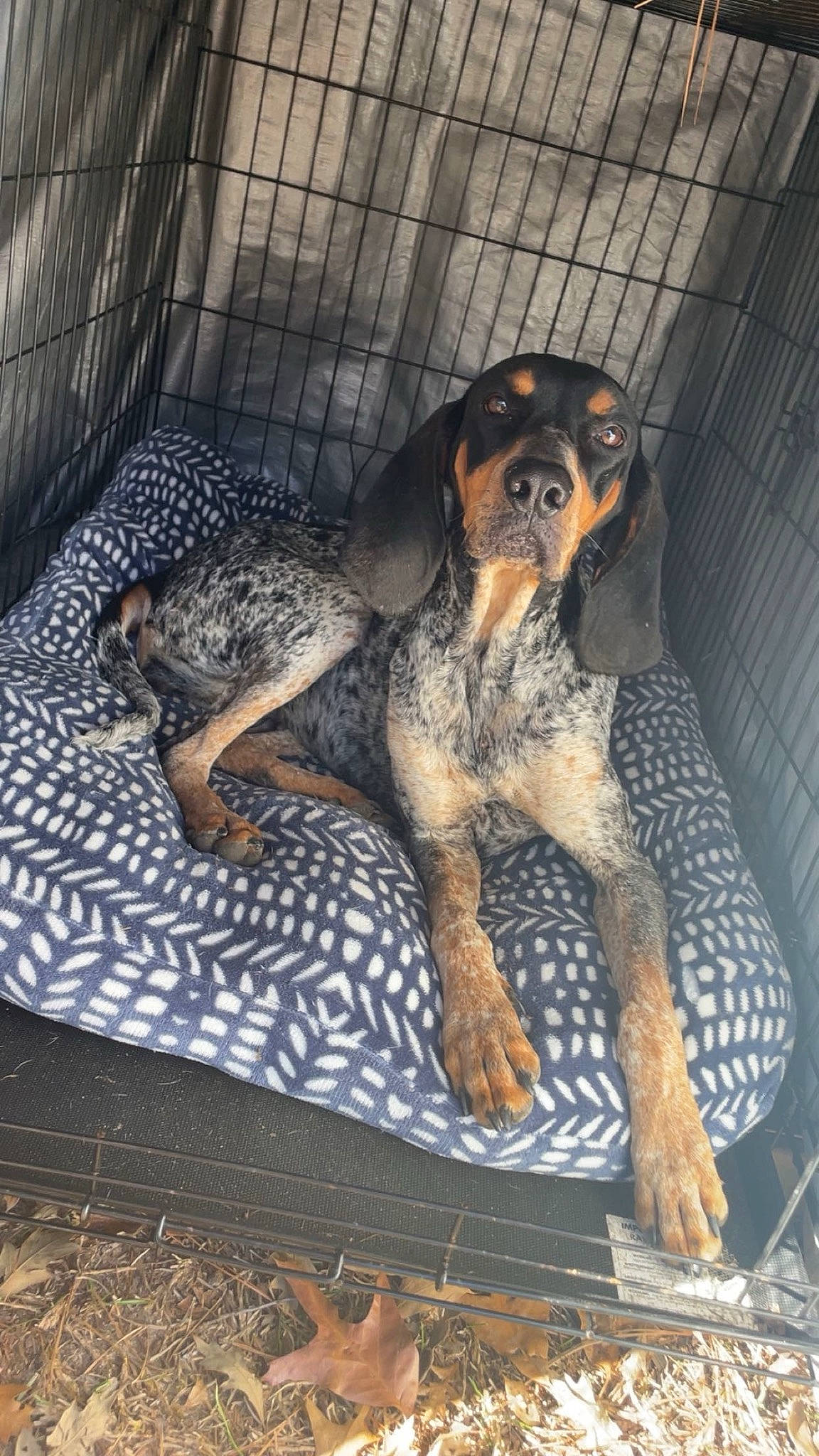 Daisy is registered to the contest to win money with this photo: animal_shelter, canidae, carnivore, companion_dog, dog, dog_breed, dog_supply, fawn, guard_dog, hound, hunting_dog, montenegrin_mountain_hound, pet_supply, snout, sporting_group, terrestrial_animal, working_animal, working_dog