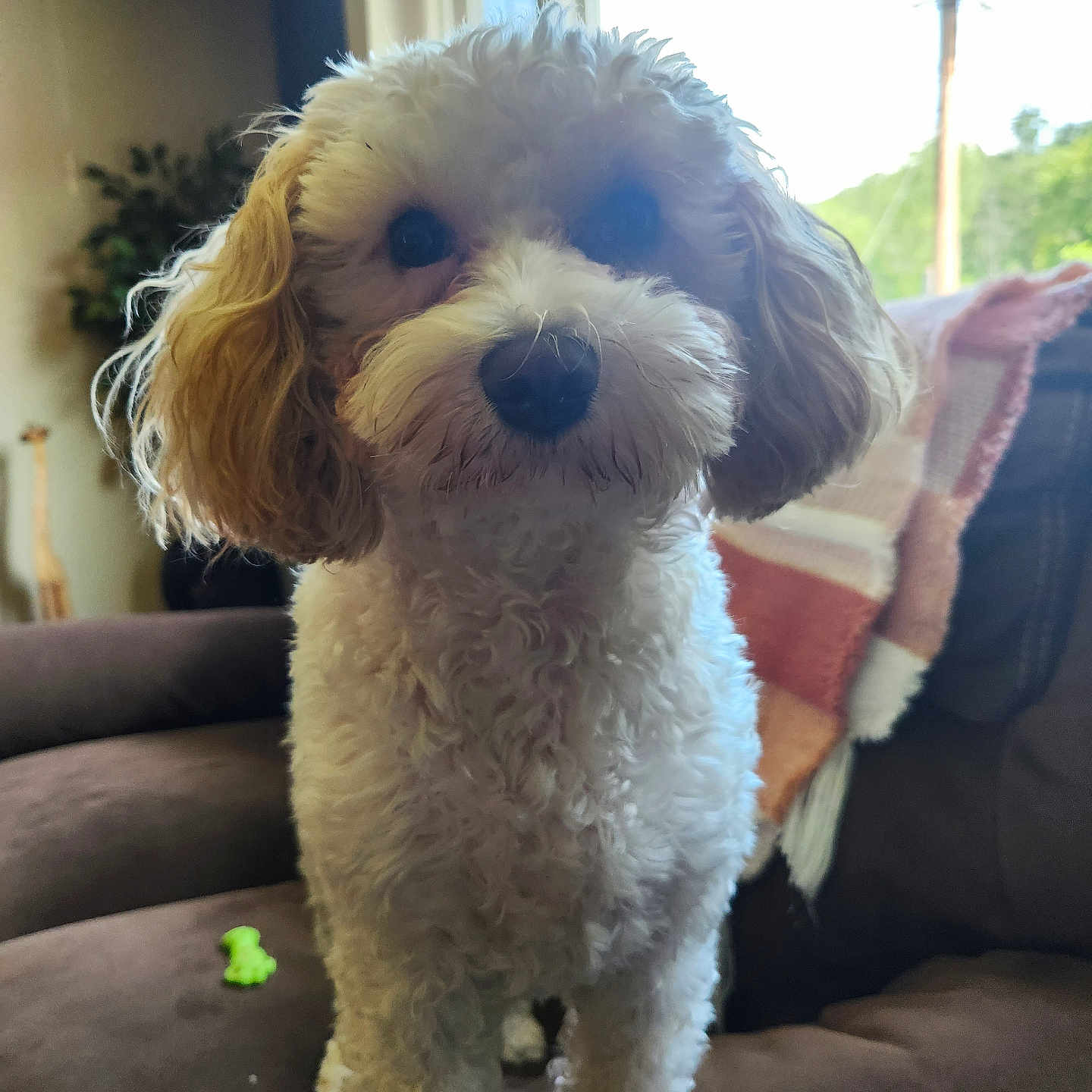 Cooper is registered to the contest to win money with this photo: animal, blanket, brown_furniture, couch, cozy, curly_fur, cute, dog, domestic, ears, face, fur, greenery, indoor, living_room, nose, pet, soft_lighting, toy, window