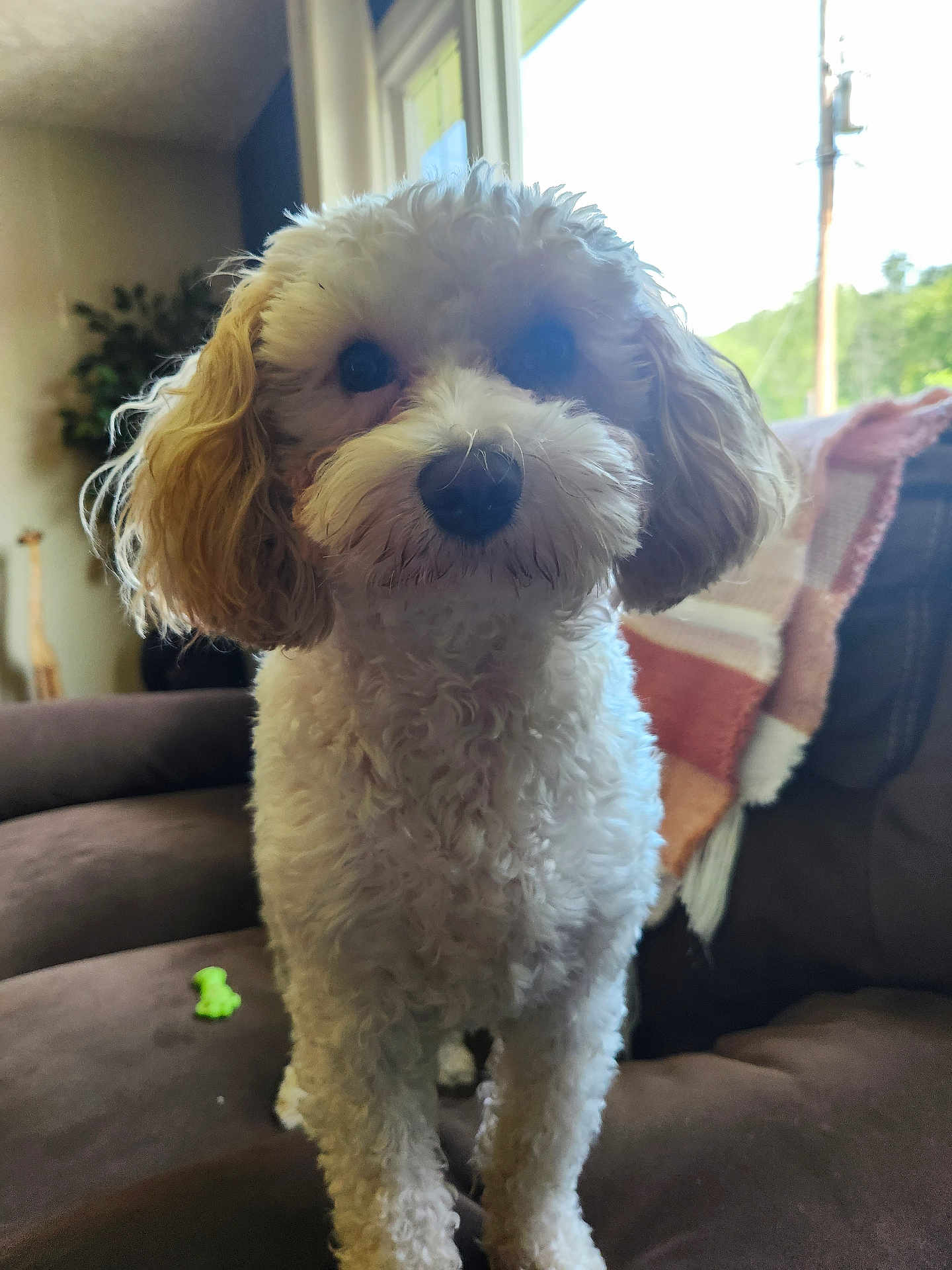Cooper is registered to the contest to win money with this photo: dog, curly_fur, couch, blanket, indoor, window, pet, brown_furniture, cozy, fur, animal, domestic, cute, face, ears, nose, living_room, greenery, toy, soft_lighting