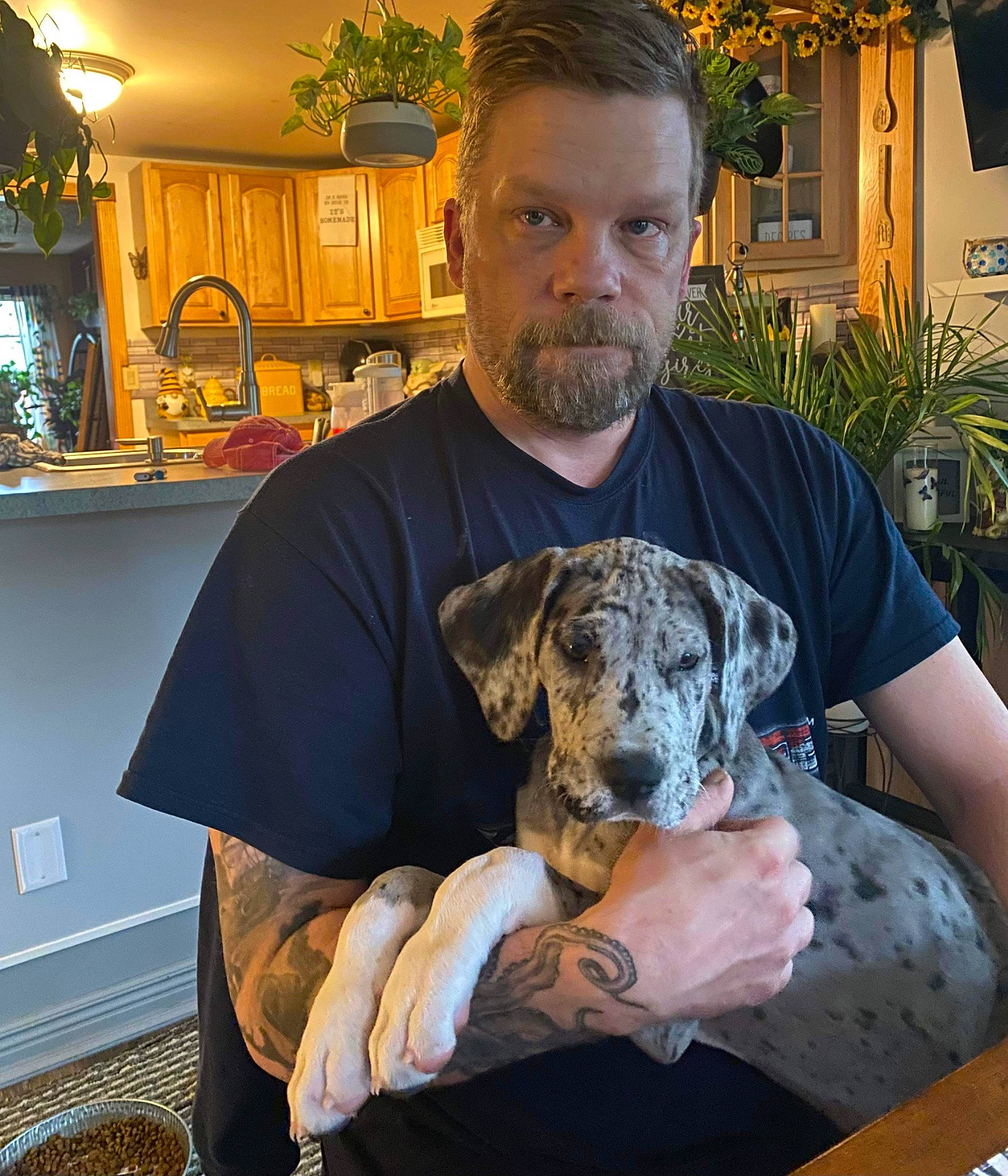 Amara is registered to the contest to win money with this photo: beard, canidae, carnivore, chair, comfort, companion_dog, dog, dog_breed, eyewear, fawn, fur, hat, houseplant, plant, sitting, snout, sporting_group, table, tableware, window