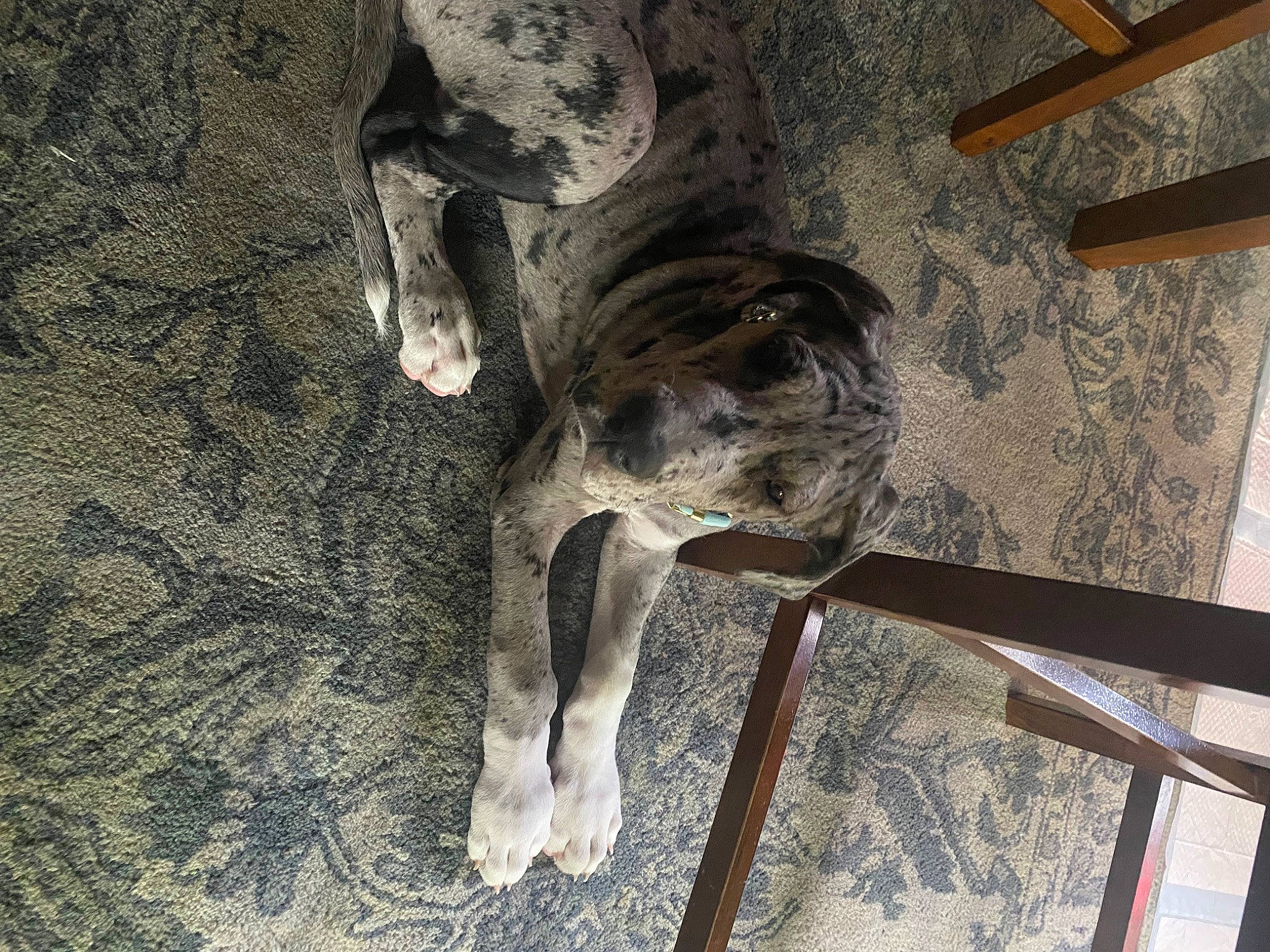 Amara is registered to the contest to win money with this photo: canidae, carnivore, dog, dog_breed, fawn, fur, human_leg, metal, non_sporting_group, snout, soil, sporting_group, tail, terrestrial_animal, trunk, wood, working_animal