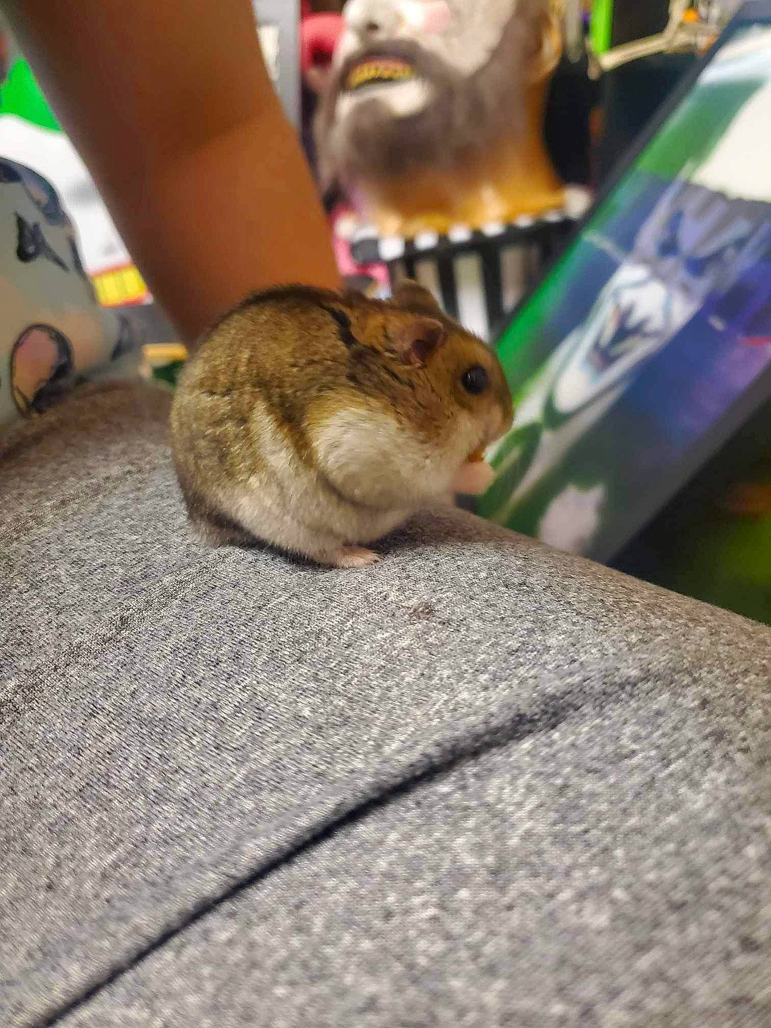 Freya is registered to the contest to win money with this photo: antelope_squirrels, chipmunk, eastern_chipmunk, event, fawn, flooring, fur, grass, mouse, organ_mountains_chipmunk, rodent, sitting, snout, squirrel, tail, terrestrial_animal, whiskers, wildlife, wood