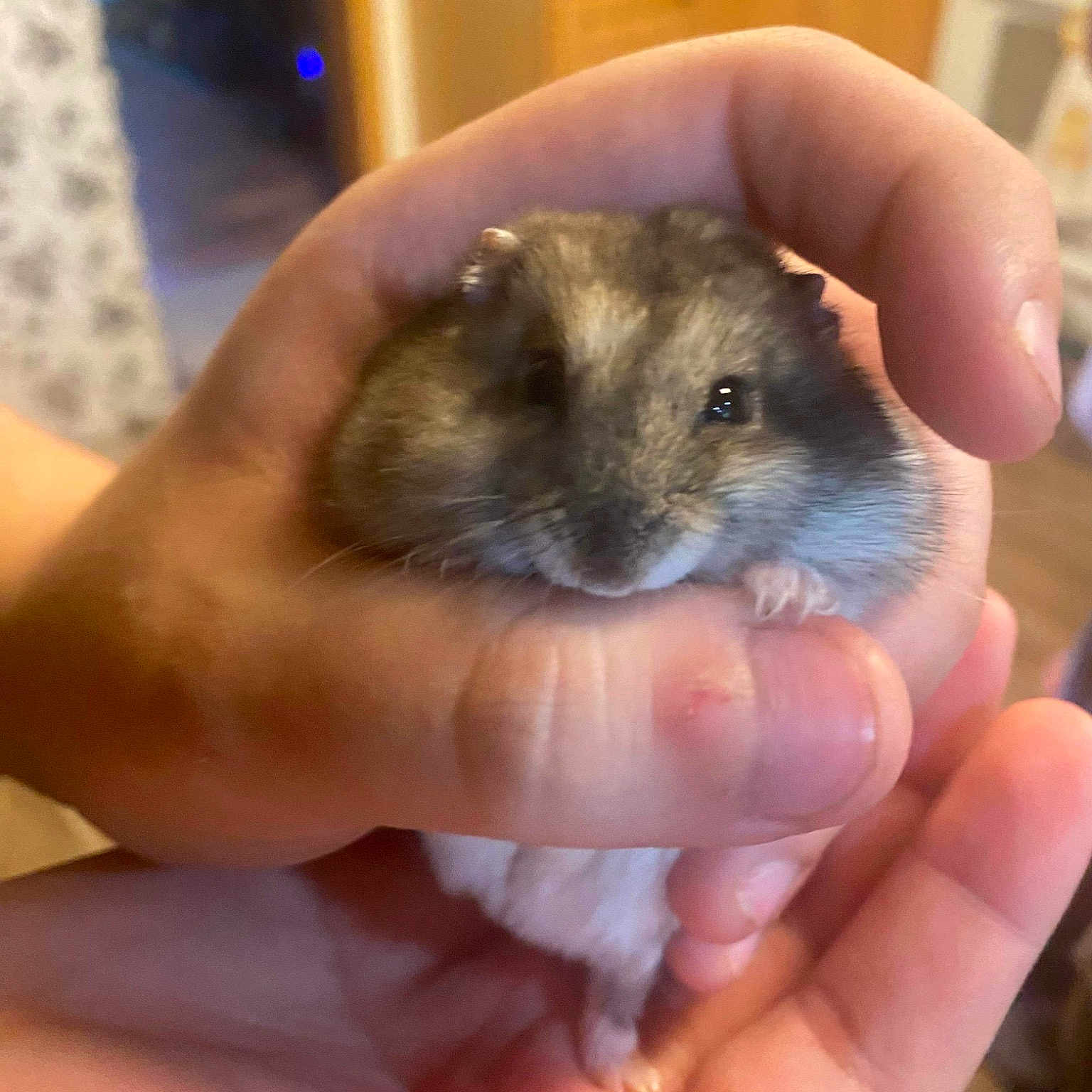 Freya
