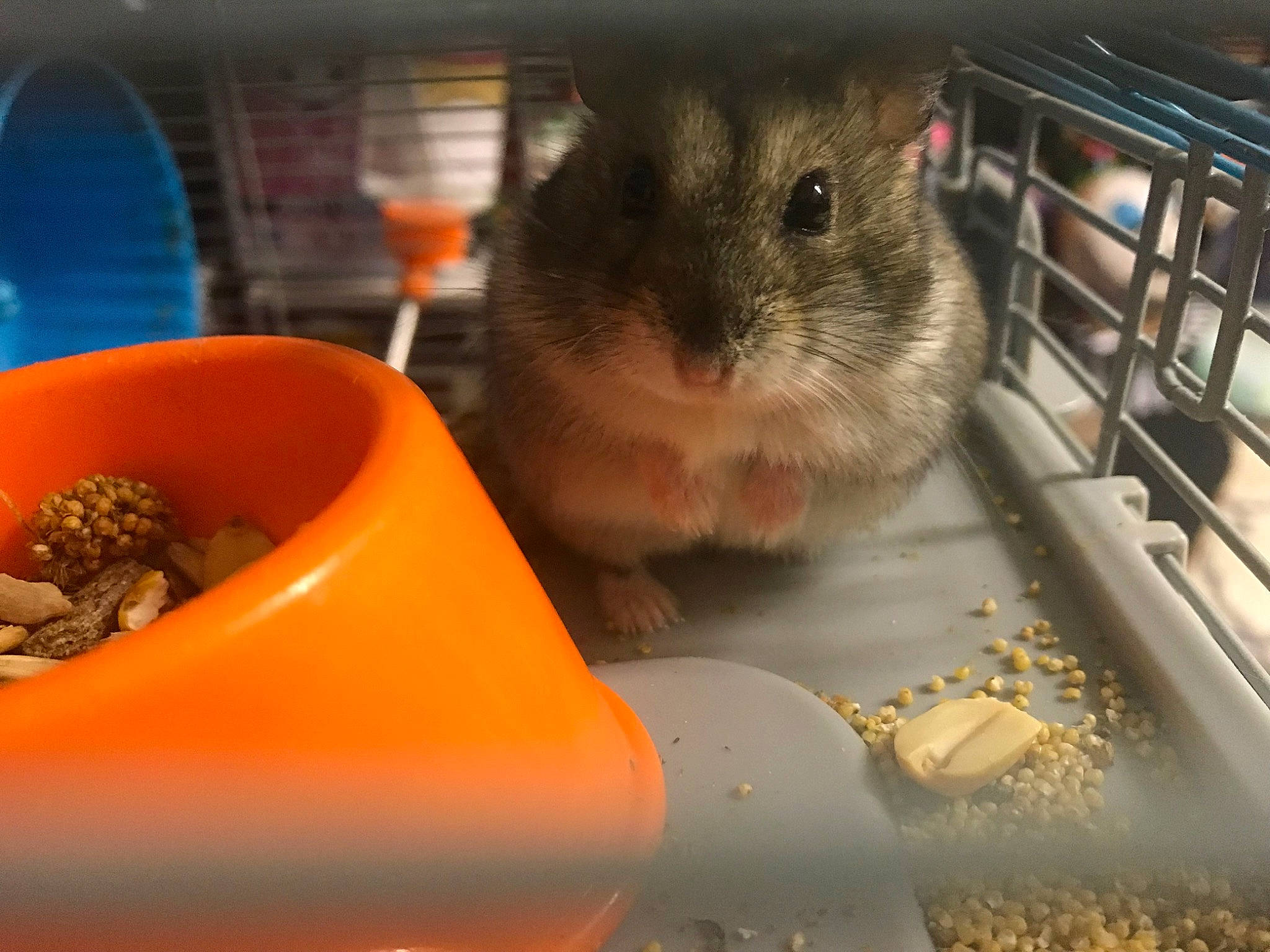 Freya joined the competition — help win amazing prizes! animal_feed, automotive_lighting, bird_supply, degu, fawn, hamster, kangaroo_rat, mouse, muroidea, pest, pet_food, pet_supply, rabbit, rat, rodent, serveware, small_animal_food, snout, tableware, whiskers