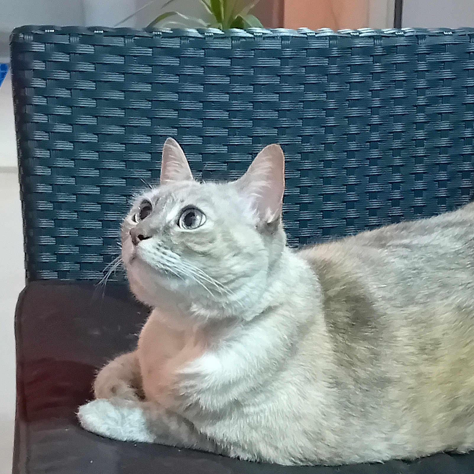 Marie El Younsi a rejoint le concours — aidez-le/la à gagner de superbes lots ! animal, cat, chair, close_up, curious, cushion, domestic, feline, fur, home, indoor, looking_up, mammal, pet, plant, portrait, relaxing, side_view, whiskers, woven