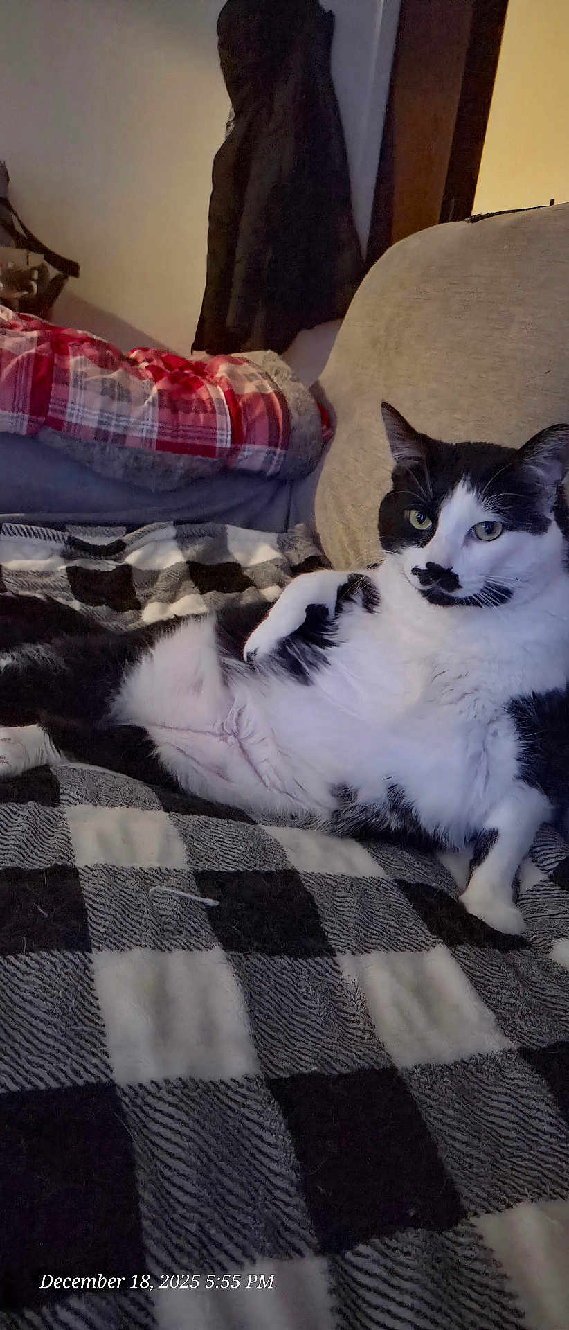 Benny is registered to the contest to win money with this photo: cat, black_and_white, relaxed, indoor, blanket, checkered, plaid, pillow, coat, furniture, sofa, pet, fur, lying_down, domestic_animal, face, whiskers, ear, eye, resting