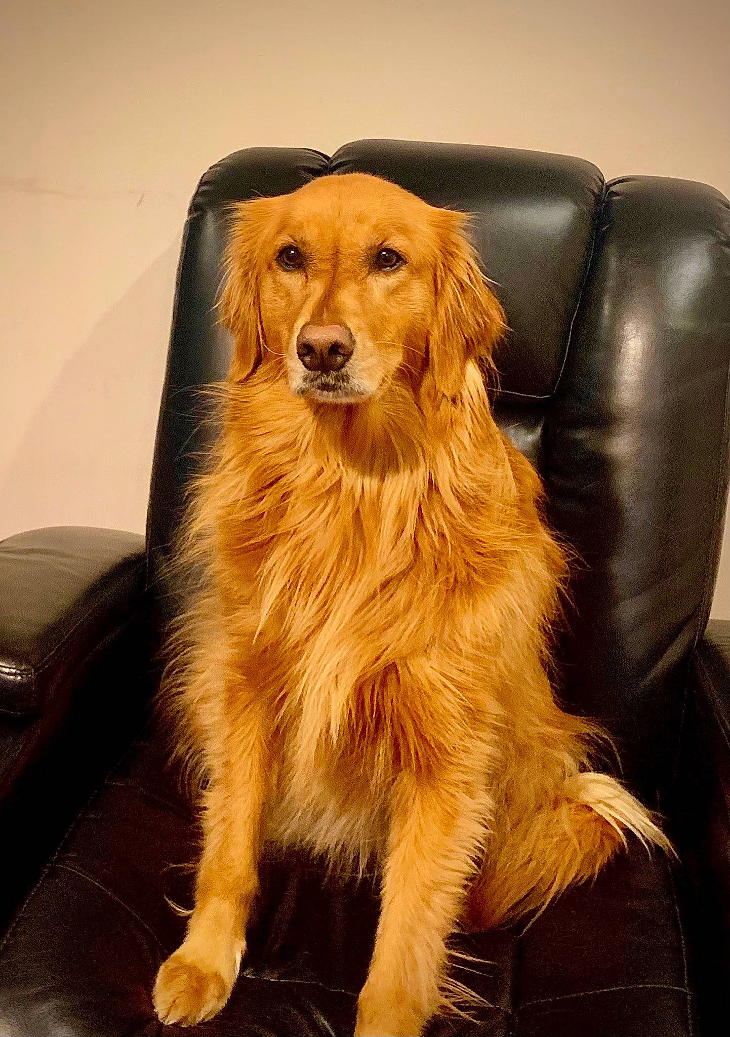 Bella is registered to the contest to win money with this photo: ancient_dog_breeds, box, canidae, carnivore, companion_dog, dog, dog_breed, door, flooring, fur, golden_retriever, gun_dog, metal, retriever, sporting_group, wood, working_animal, working_dog
