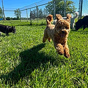 Keeva is registered to the contest to win money with this photo: animal, blue_sky, canine, daytime, dog, energetic, fence, field, four_dogs, fur, grass, greenery, happy, leaping, nature, outdoor, pet, playing, running, sunny