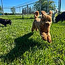 animal, blue_sky, canine, daytime, dog, energetic, fence, field, four_dogs, fur, grass, greenery, happy, leaping, nature, outdoor, pet, playing, running, sunny