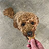 Keeva joined the competition — help win amazing prizes! animal, brown, canine, close_up, concrete, curly_hair, cute, dog, domestic, ears, floor, food, friendly, hand, indoor, looking_up, pet, playful, snout, treat