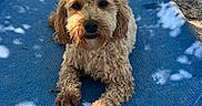 Keeva is registered to the contest to win money with this photo: animal, blue_bed, canine, companion, curly_hair, cute, daylight, dog, fur, gravel, laying_down, looking_at_camera, nature, outdoor, paw, pet, pet_bed, relaxed, shadow, sunlight