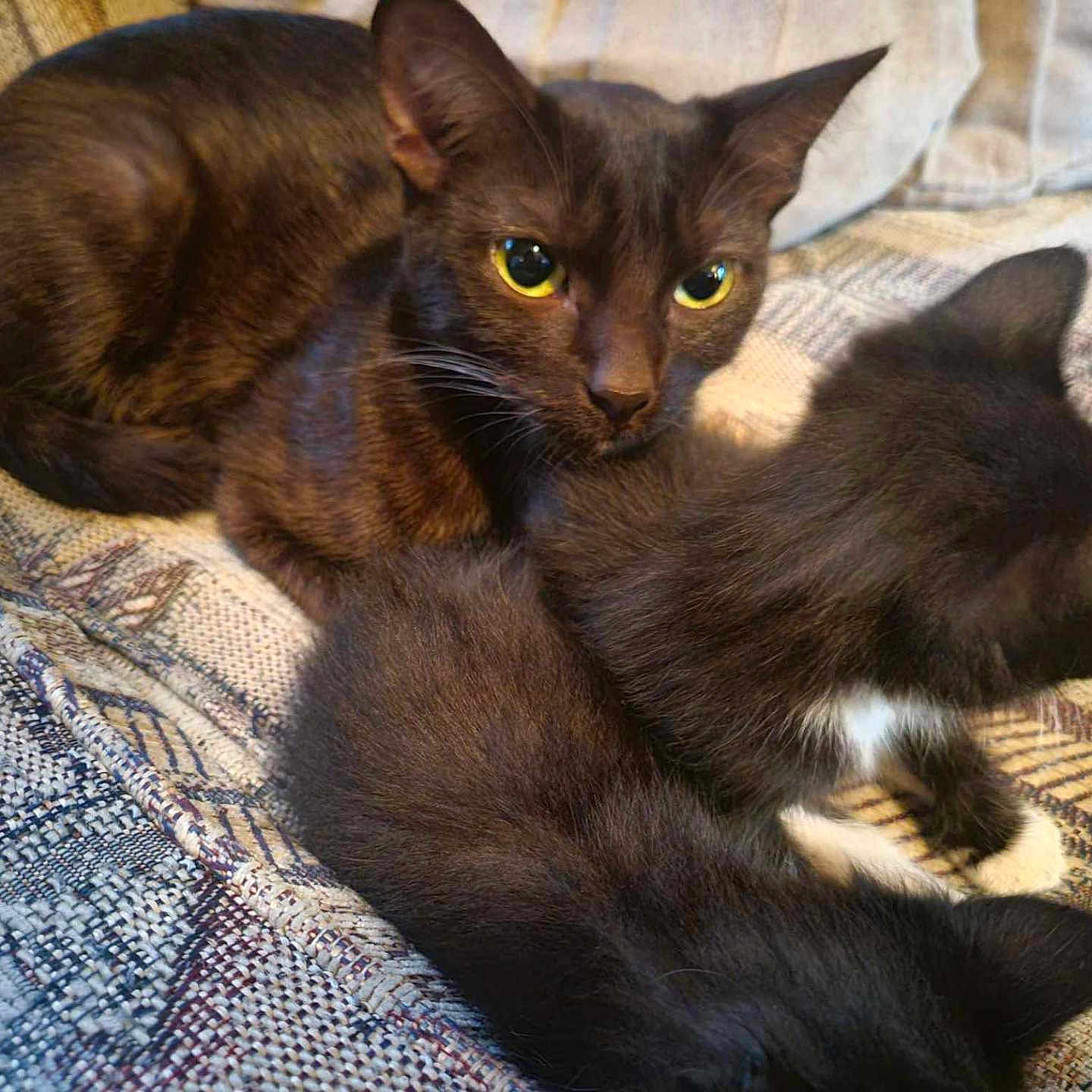 Archer is registered to the contest to win money with this photo: abyssinian, angora, animal, blackcat, blanket, cat, couch, egyptiancat, furniture, homedecor, kitten, manx, pet, quilt