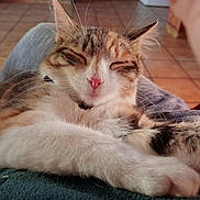 Chippie a rejoint le concours — aidez-le/la à gagner de superbes lots ! abyssinian, animal, architecture, armchair, building, cat, chair, couch, furniture, hardwood, indoors, kitten, livingroom, manx, person, pet, room, siamese, wood