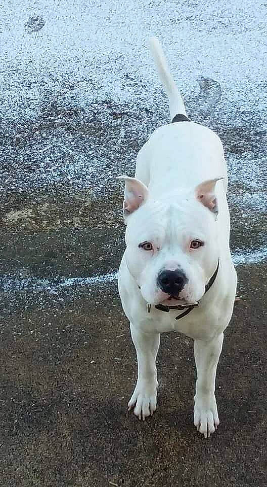 Mao participe au concours pour gagner de l'argent avec cette photo : carnivore, collar, companion_dog, dog, dog_breed, dog_collar, fawn, grass, leash, non_sporting_group, road_surface, sidewalk, snout, soil, sporting_group, tail, tar, terrestrial_animal, walking, working_animal