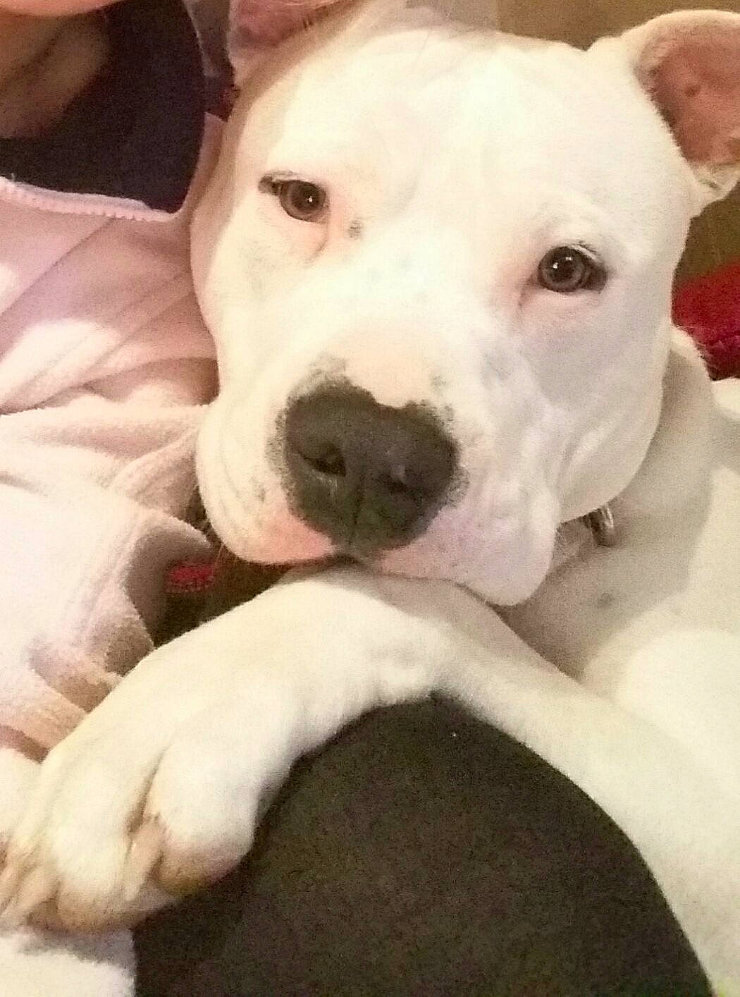 Mao a rejoint le concours — aidez-le/la à gagner de superbes lots ! carnivore, collar, comfort, companion_dog, cordoba_fighting_dog, dog, dog_breed, dog_collar, dogo_argentino, fawn, guard_dog, no_expression, non_sporting_group, puppy_love, snout, terrestrial_animal, whiskers, working_animal