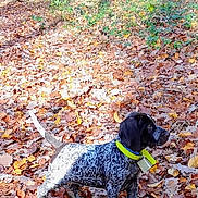 Aston participe au concours pour gagner de l'argent avec cette photo : dog, forest, autumn, leaves, nature, outdoor, tree, canine, collar, speckled, brown, yellow, sunlight, fall, animal, pet, woods, leaf_litter, alert, standing