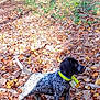 dog, forest, autumn, leaves, nature, outdoor, tree, canine, collar, speckled, brown, yellow, sunlight, fall, animal, pet, woods, leaf_litter, alert, standing