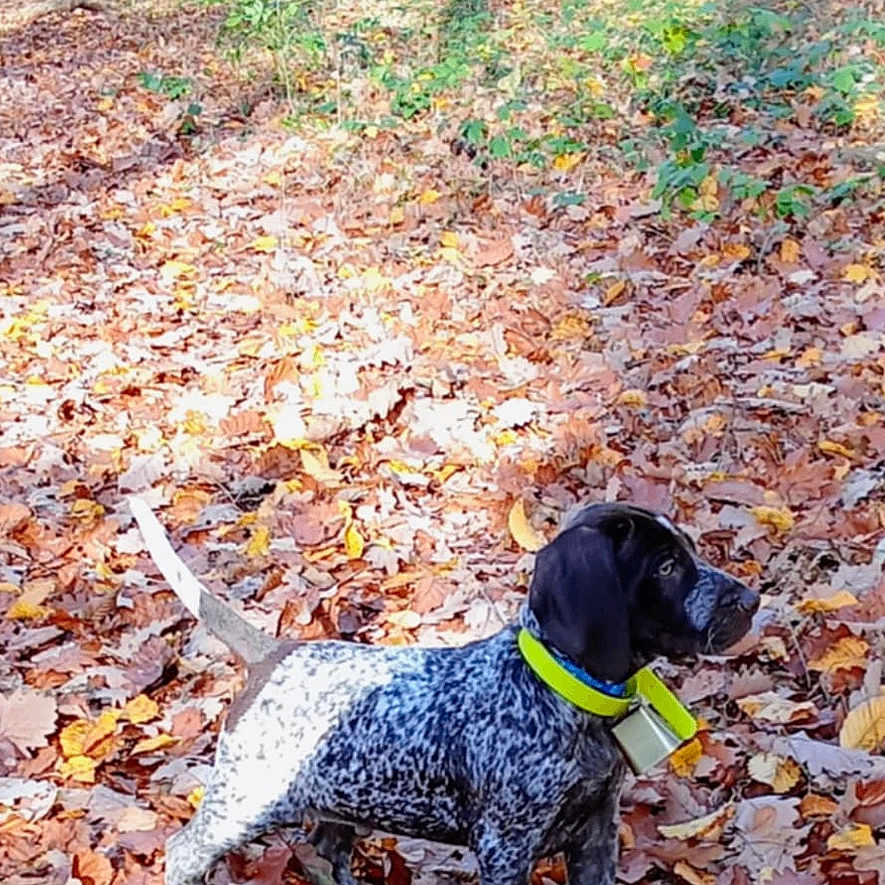 Aston participe au concours pour gagner de l'argent avec cette photo : alert, animal, autumn, brown, canine, collar, dog, fall, forest, leaf_litter, leaves, nature, outdoor, pet, speckled, standing, sunlight, tree, woods, yellow