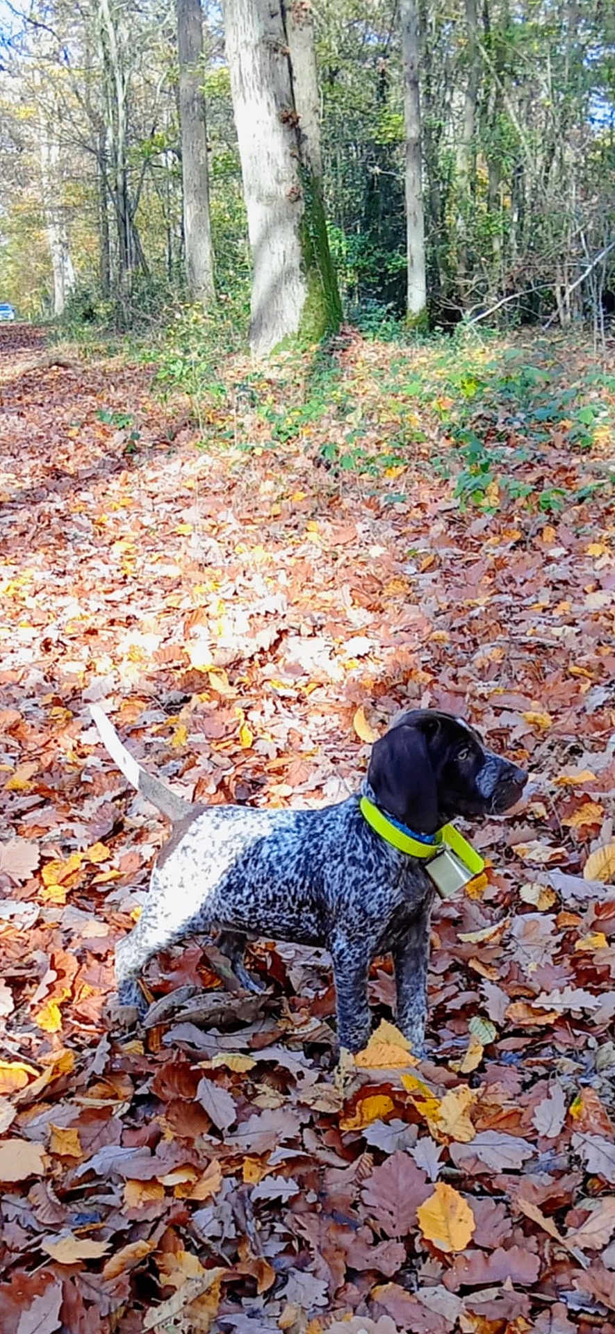 Aston participe au concours pour gagner de l'argent avec cette photo : dog, forest, autumn, leaves, nature, outdoor, tree, canine, collar, speckled, brown, yellow, sunlight, fall, animal, pet, woods, leaf_litter, alert, standing