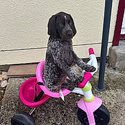 Aston a rejoint le concours — aidez-le/la à gagner de superbes lots ! animal, concrete, cute, dog, four_wheels, handlebars, leisure, outdoor, pet, pink, playful, puppy, sitting, small, spotted, toys, tricycle, vehicle, wall, young_dog