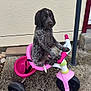 animal, concrete, cute, dog, four_wheels, handlebars, leisure, outdoor, pet, pink, playful, puppy, sitting, small, spotted, toys, tricycle, vehicle, wall, young_dog