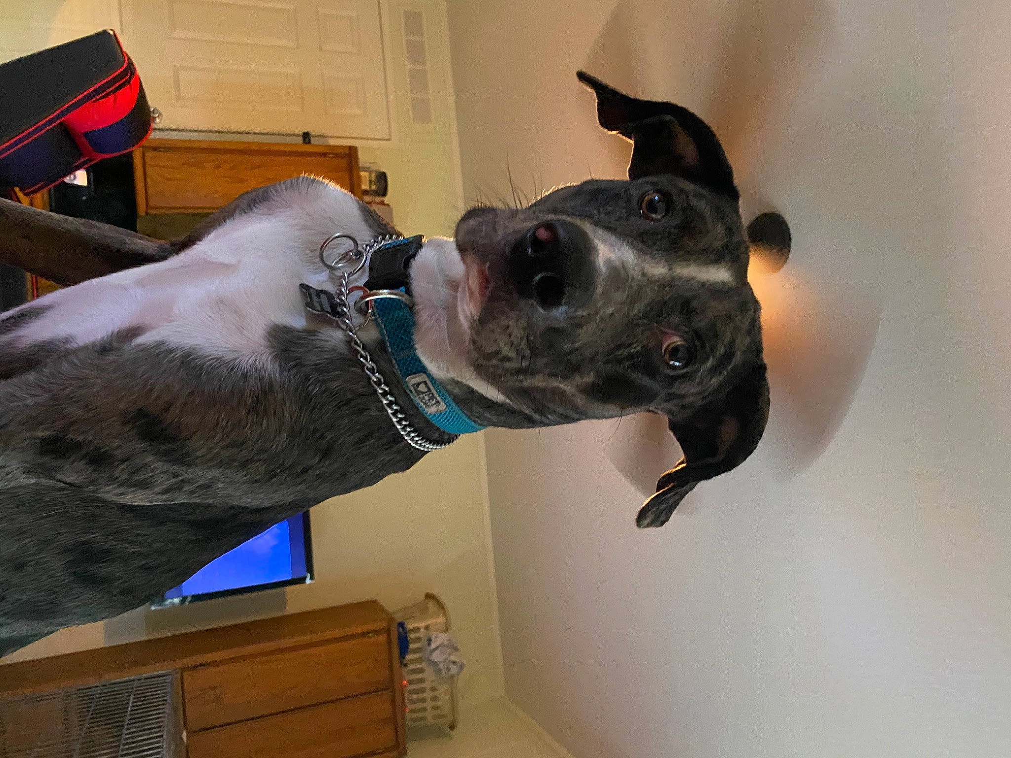 Serious joined the competition — help win amazing prizes! cabinetry, canidae, carnivore, chest, chest_of_drawers, collar, companion_dog, dog, dog_breed, dog_collar, drawer, fawn, guard_dog, hardwood, non_sporting_group, snout, sporting_group, whiskers, working_animal, working_dog