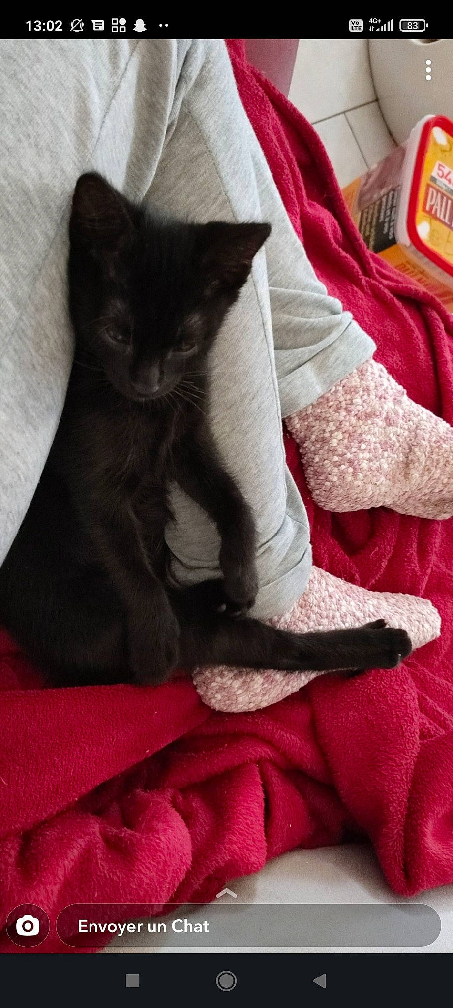 Hiro participe au concours pour gagner de l'argent avec cette photo : bed, bedding, black_cat, carmine, carnivore, cat, comfort, domestic_short_haired_cat, felidae, fur, grey, human_leg, linens, magenta, paw, red, small_to_medium_sized_cats, tail, textile, whiskers