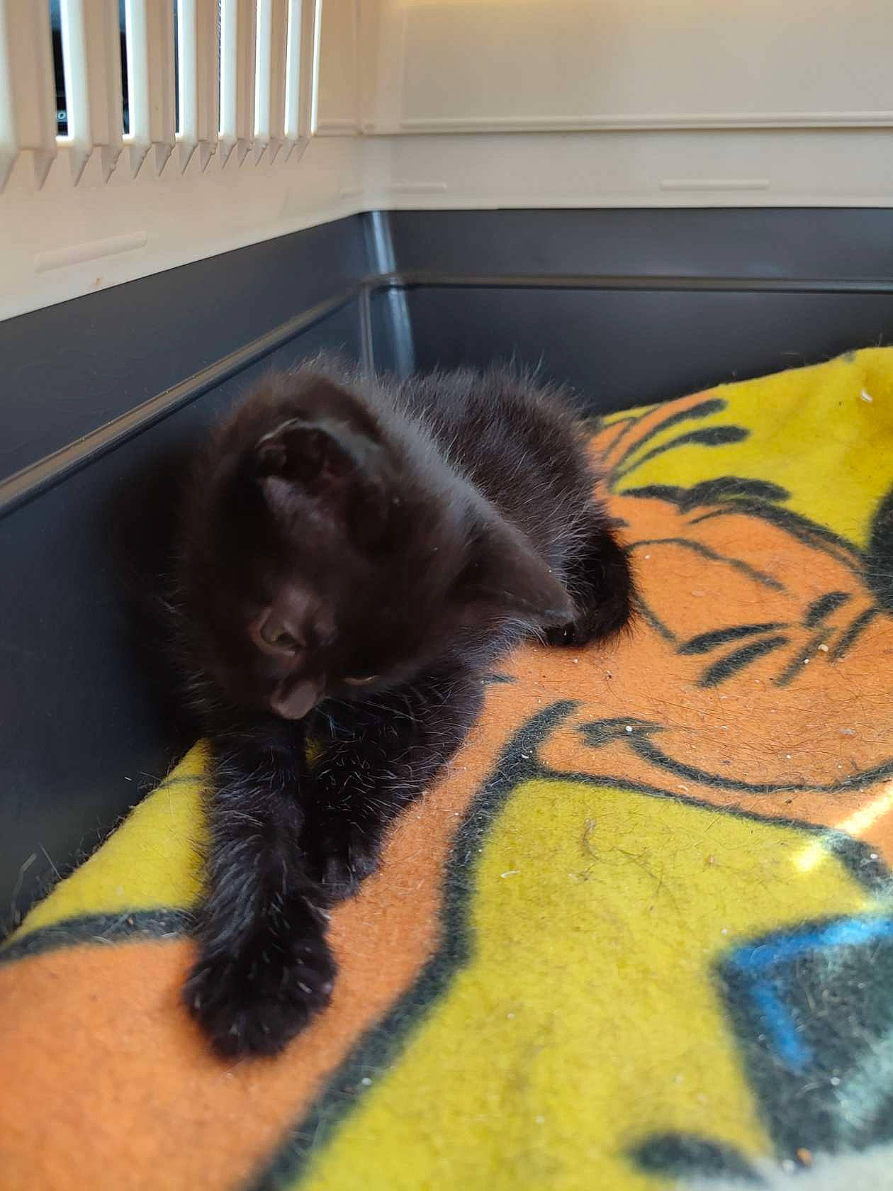 Hiro a rejoint le concours — aidez-le/la à gagner de superbes lots ! art, black_cat, carnivore, cat, comfort, dog_breed, domestic_short_haired_cat, felidae, floor, flooring, fur, hardwood, mammal, paw, small_to_medium_sized_cats, snout, table, tail, whiskers, wood