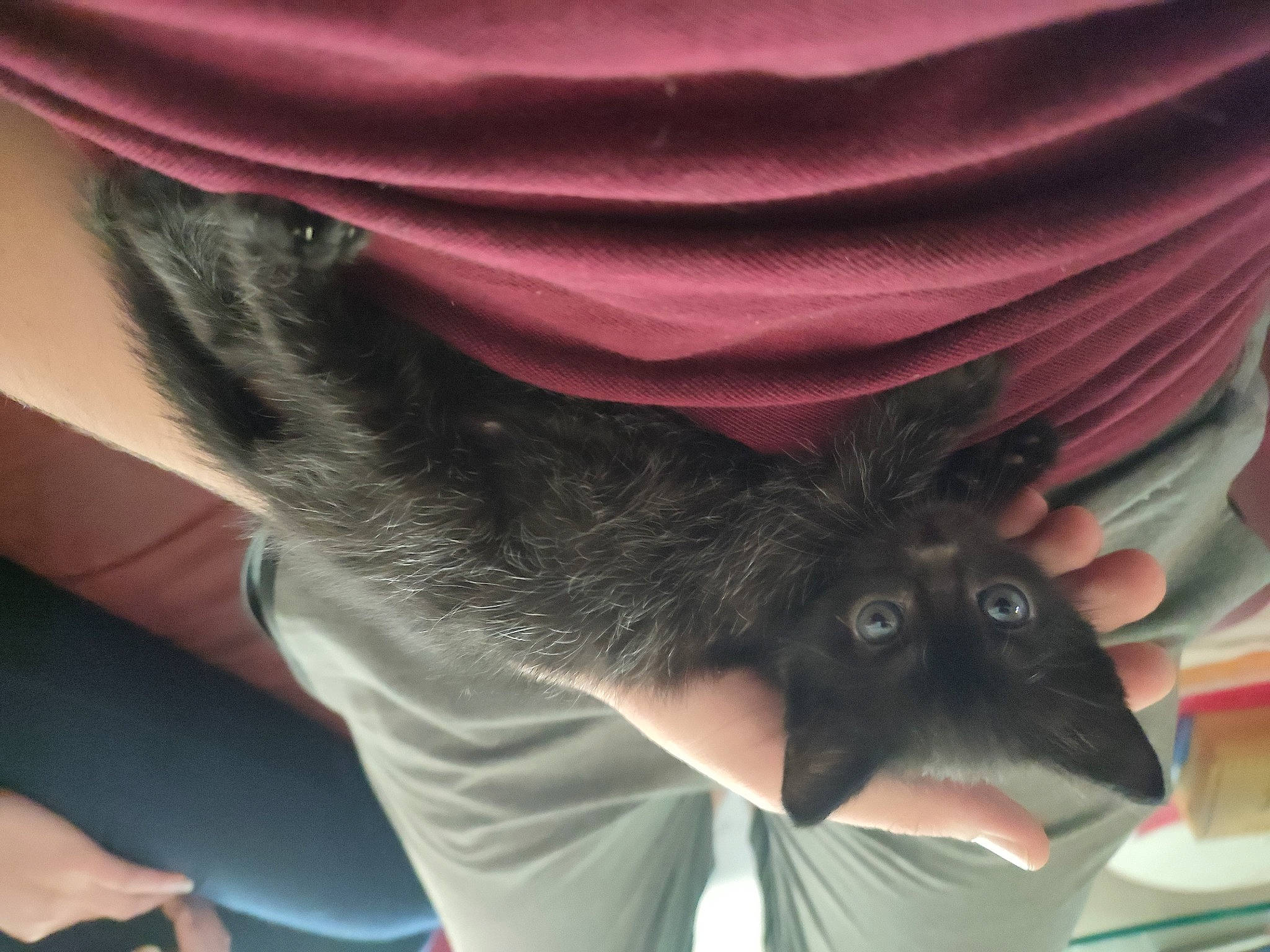 Hiro a rejoint le concours — aidez-le/la à gagner de superbes lots ! carnivore, cat, comfort, dog_breed, elbow, felidae, finger, fur, gesture, grey, hand, human_leg, joint, nail, sleeve, small_to_medium_sized_cats, snout, vertebrate, whiskers, wrist