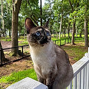 Nimbus is registered to the contest to win money with this photo: cat, siamese_cat, blue_eyes, outdoor, nature, forest, greenery, wooden_fence, animal, pet, perched, fur, whiskers, daylight, tree, grass, wildlife, mammal, closeup, portrait