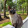 animal, blue_eyes, cat, closeup, daylight, forest, fur, grass, greenery, mammal, nature, outdoor, perched, pet, portrait, siamese_cat, tree, whiskers, wildlife, wooden_fence