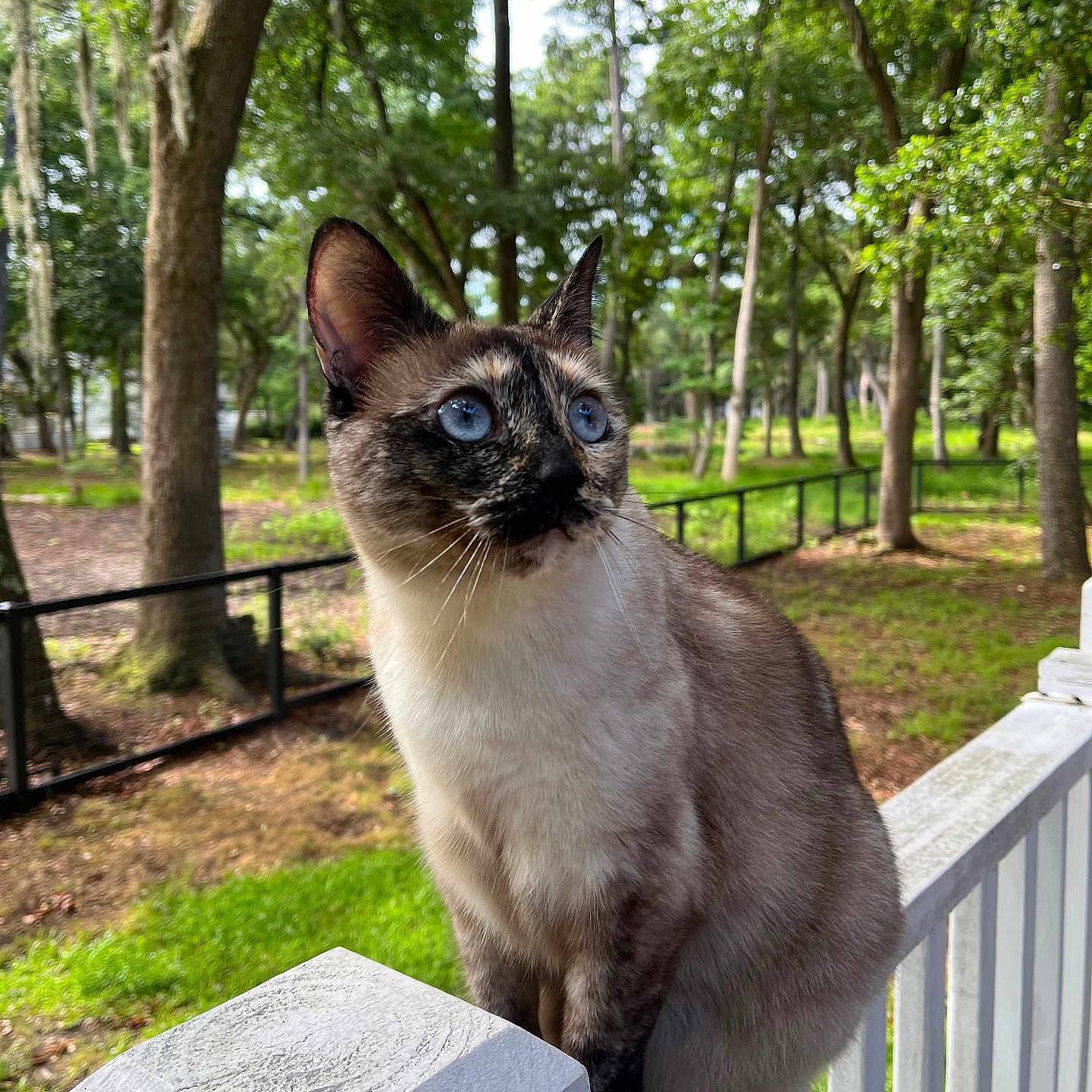Nimbus