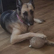 Suki joined the competition — help win amazing prizes! animal, black, brown, canine, collar, dog, domestic, ears, flooring, german_shepherd, home, indoor, lying_down, paw, pet, plush_toy, quiet, resting, toy, wooden_floor