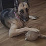 animal, black, brown, canine, collar, dog, domestic, ears, flooring, german_shepherd, home, indoor, lying_down, paw, pet, plush_toy, quiet, resting, toy, wooden_floor
