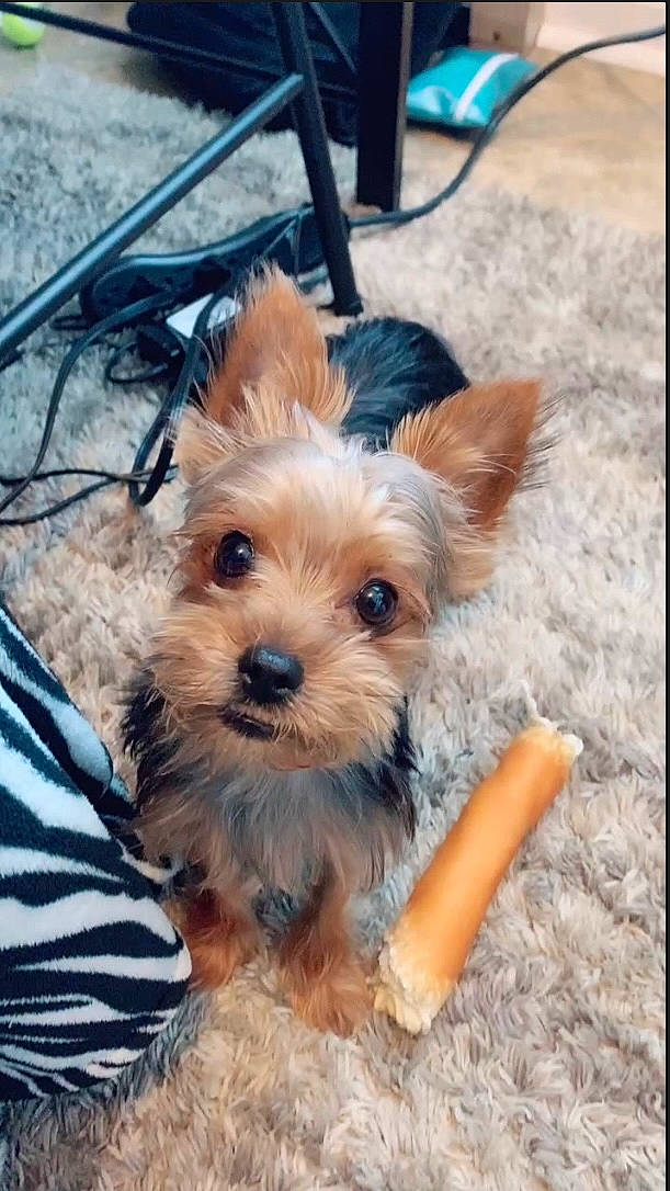 Kobe joined the competition — help win amazing prizes! biewer_terrier, canidae, carnivore, companion_dog, dog, dog_breed, dog_supply, electric_blue, fawn, fur, liver, maltepoo, small_terrier, snout, soil, sporting_group, terrier, toy_dog, working_animal, yorkipoo