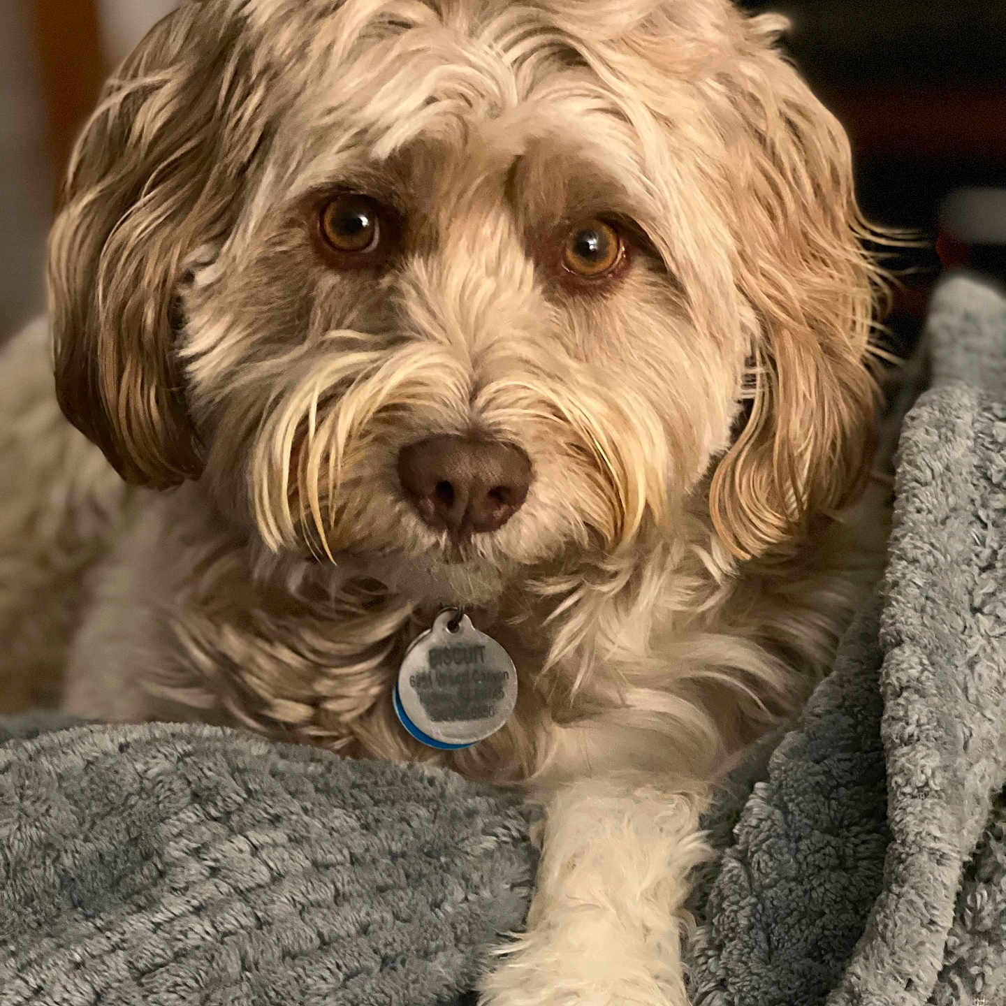 Biscuit joined the competition — help win amazing prizes! accessories, animal, blanket, canine, clothing, cockerspaniel, couch, dog, furniture, hound, knitwear, pet, poodle, puppy, snout, sphere, sweater, terrier, towel, whitedog