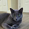 animal, cat, closeup, doors, ears, feline, floor, fur, gray_cat, green_eyes, home, indoors, loaf_pose, pet, photography, portrait, serious_expression, sitting, whiskers, wood_floor