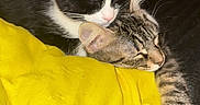 Neige participe au concours pour gagner de l'argent avec cette photo : cat, kitten, black_and_white_cat, tabby_cat, sleeping, snuggling, bed, yellow_pillow, cozy, indoor, pet, animal, cute, fur, paw, whiskers, resting, domestic_cat, closeup, companion