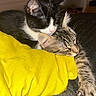 cat, kitten, black_and_white_cat, tabby_cat, sleeping, snuggling, bed, yellow_pillow, cozy, indoor, pet, animal, cute, fur, paw, whiskers, resting, domestic_cat, closeup, companion